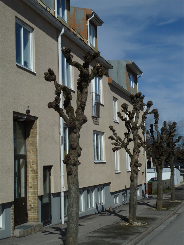Bergsgatan 6 i Mellerud